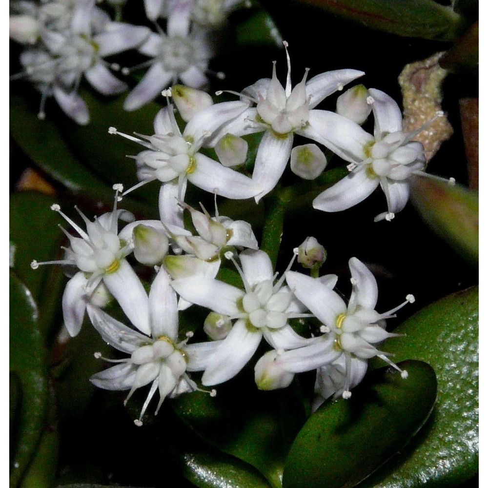 crassula ovata (mill.) druce