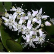 crassula ovata (mill.) druce