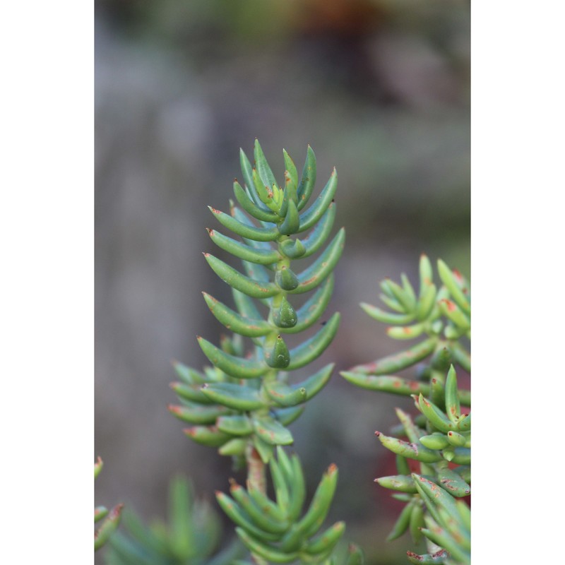 crassula tetragona l.