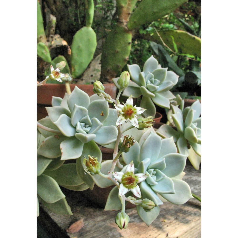 graptopetalum paraguayense (n. e. br.) e. walther subsp. paraguayense