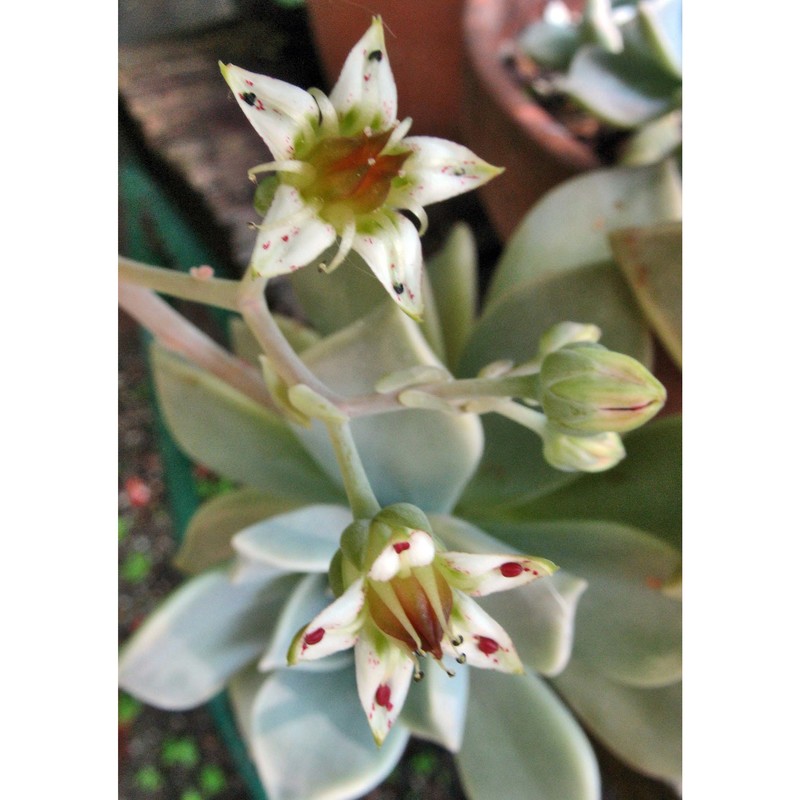 graptopetalum paraguayense (n. e. br.) e. walther subsp. paraguayense