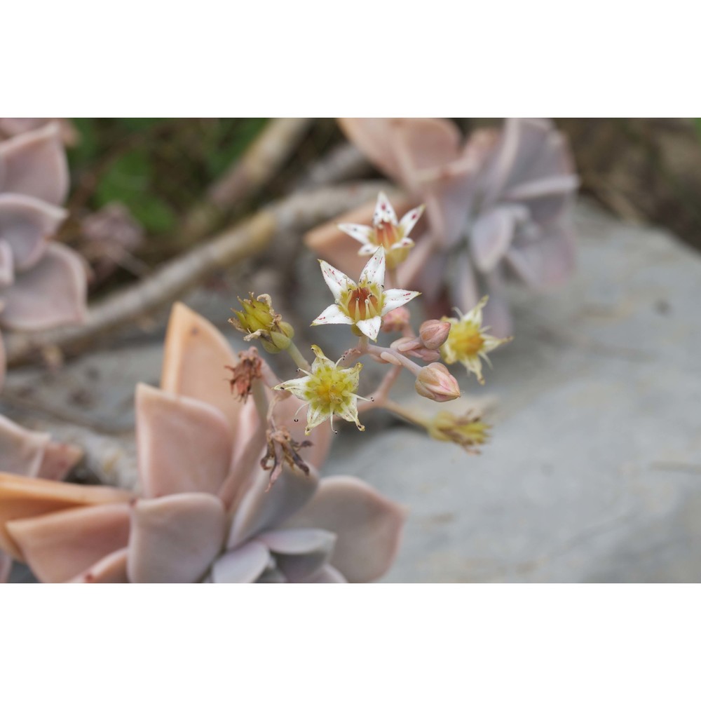 graptopetalum paraguayense (n. e. br.) e. walther subsp. paraguayense