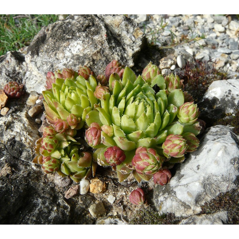 jovibarba globifera (l.) j. parn. subsp. hirta (l.) j. parn.