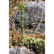 jovibarba globifera (l.) j. parn. subsp. hirta (l.) j. parn.