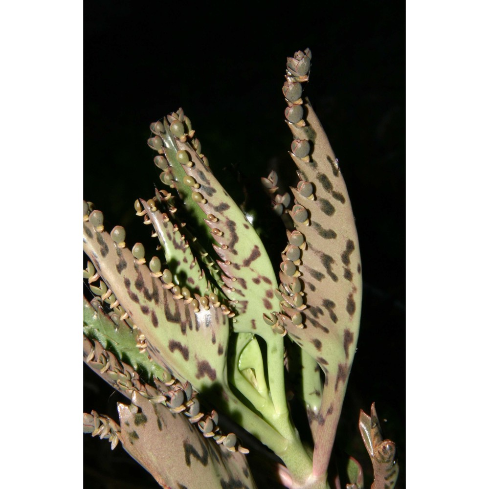 kalanchoë daigremontiana raym.-hamet et h. perrier