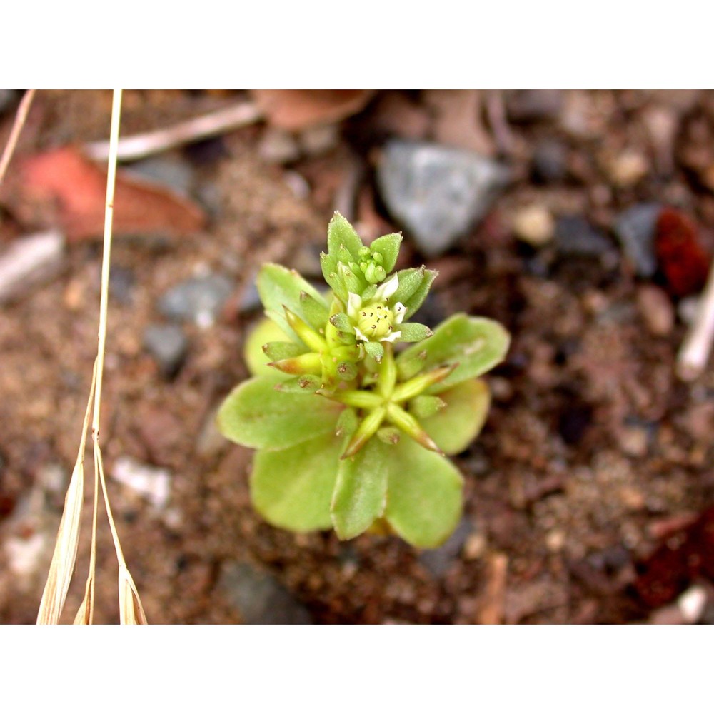 phedimus stellatus (l.) raf.