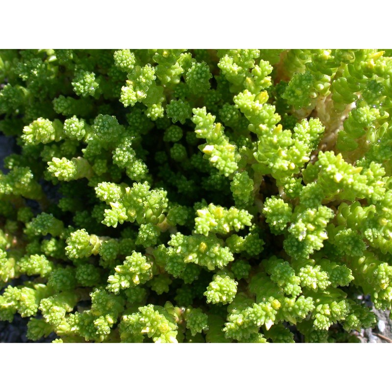 sedum acre l.