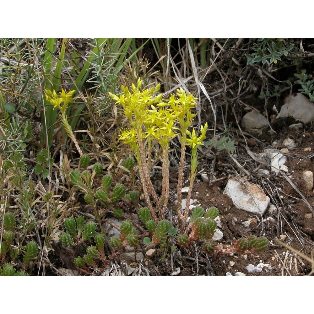 sedum acre l.