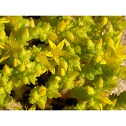 sedum acre l.