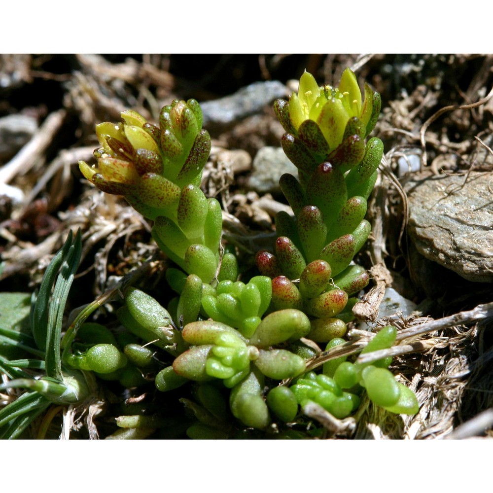 sedum alpestre vill.