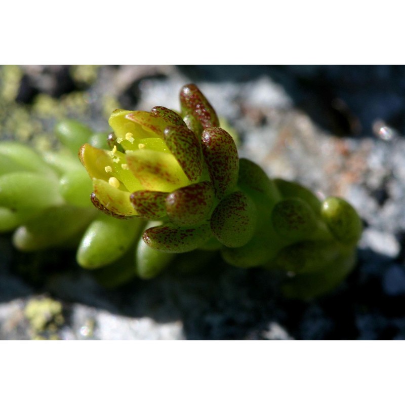 sedum alpestre vill.