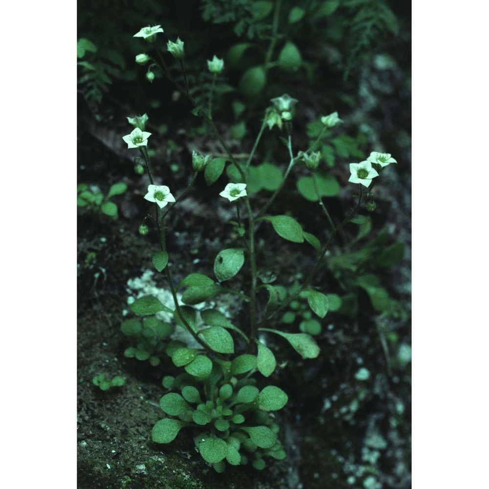 sedum alsinefolium all.