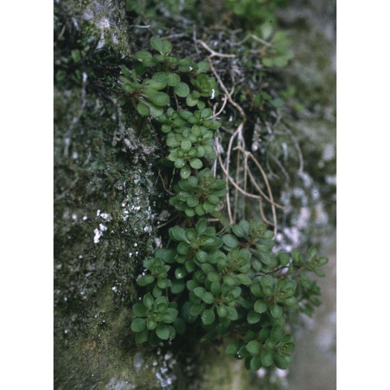 sedum alsinefolium all.