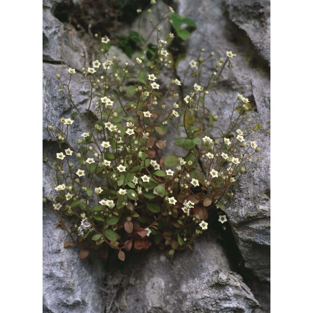 sedum alsinefolium all.