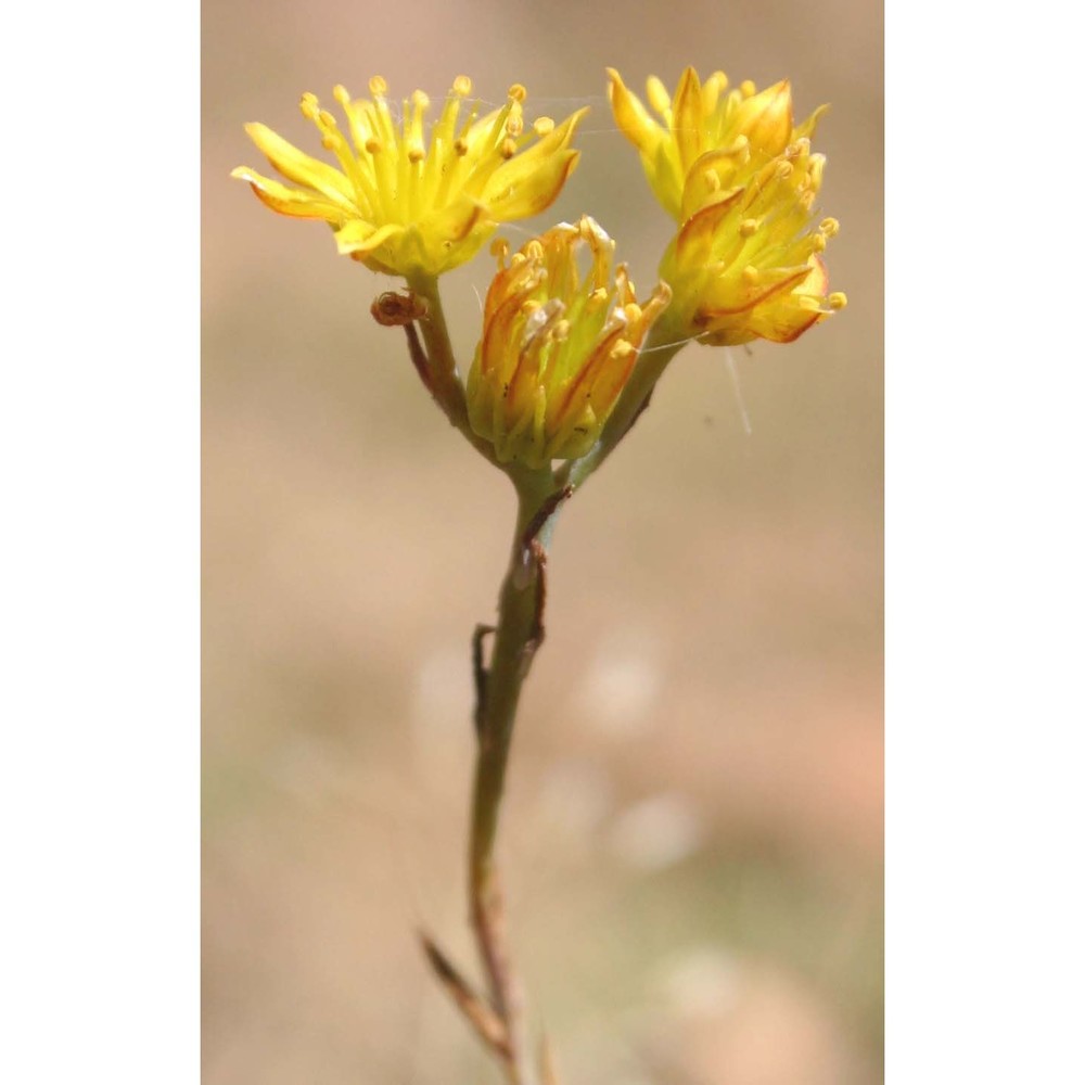 sedum amplexicaule dc.