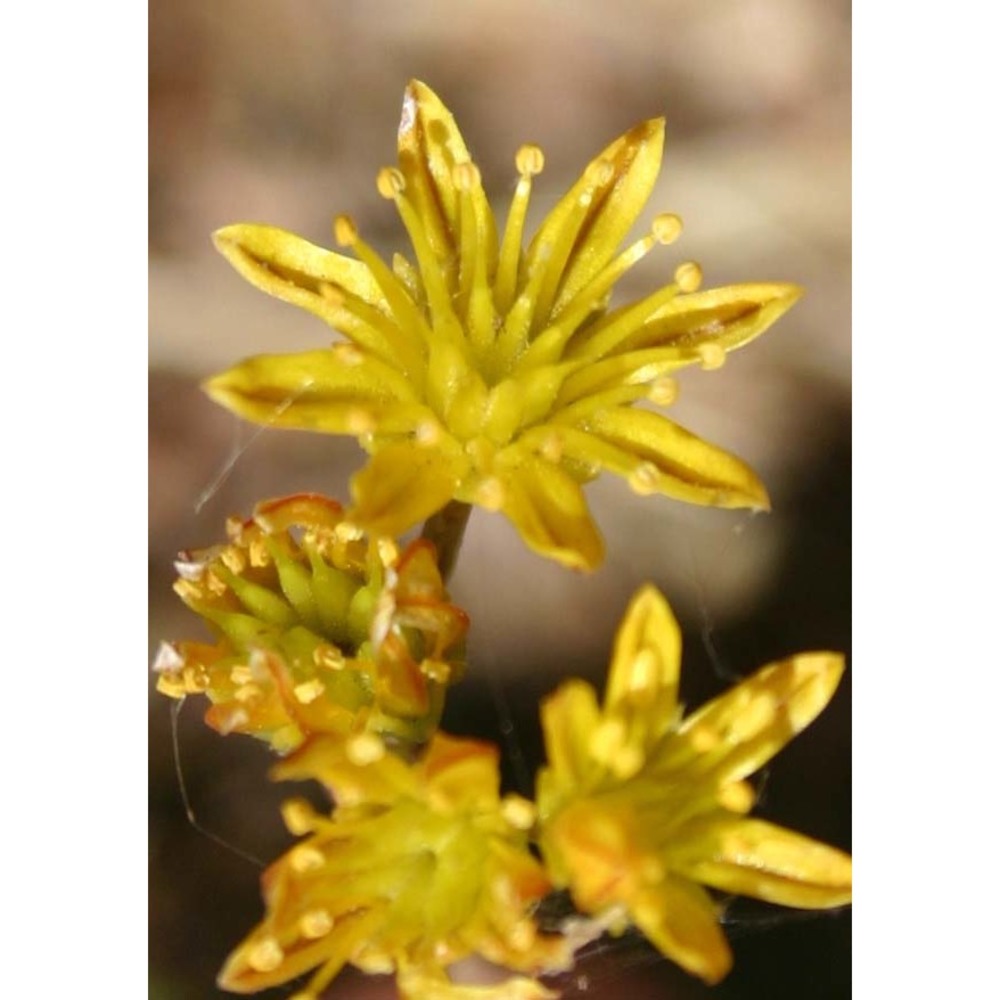 sedum amplexicaule dc.