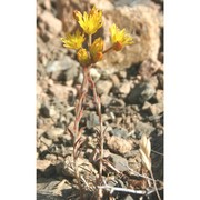 sedum amplexicaule dc.