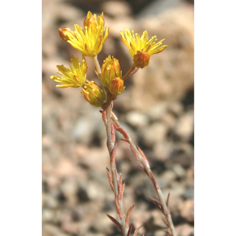 sedum amplexicaule dc.