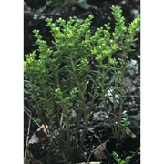 sedum annuum l.