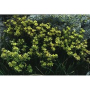 sedum annuum l.