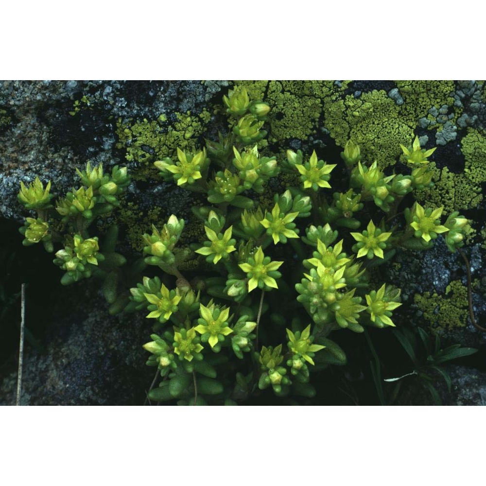 sedum annuum l.