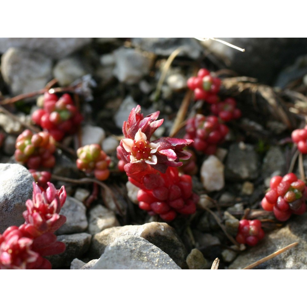 sedum atratum l.