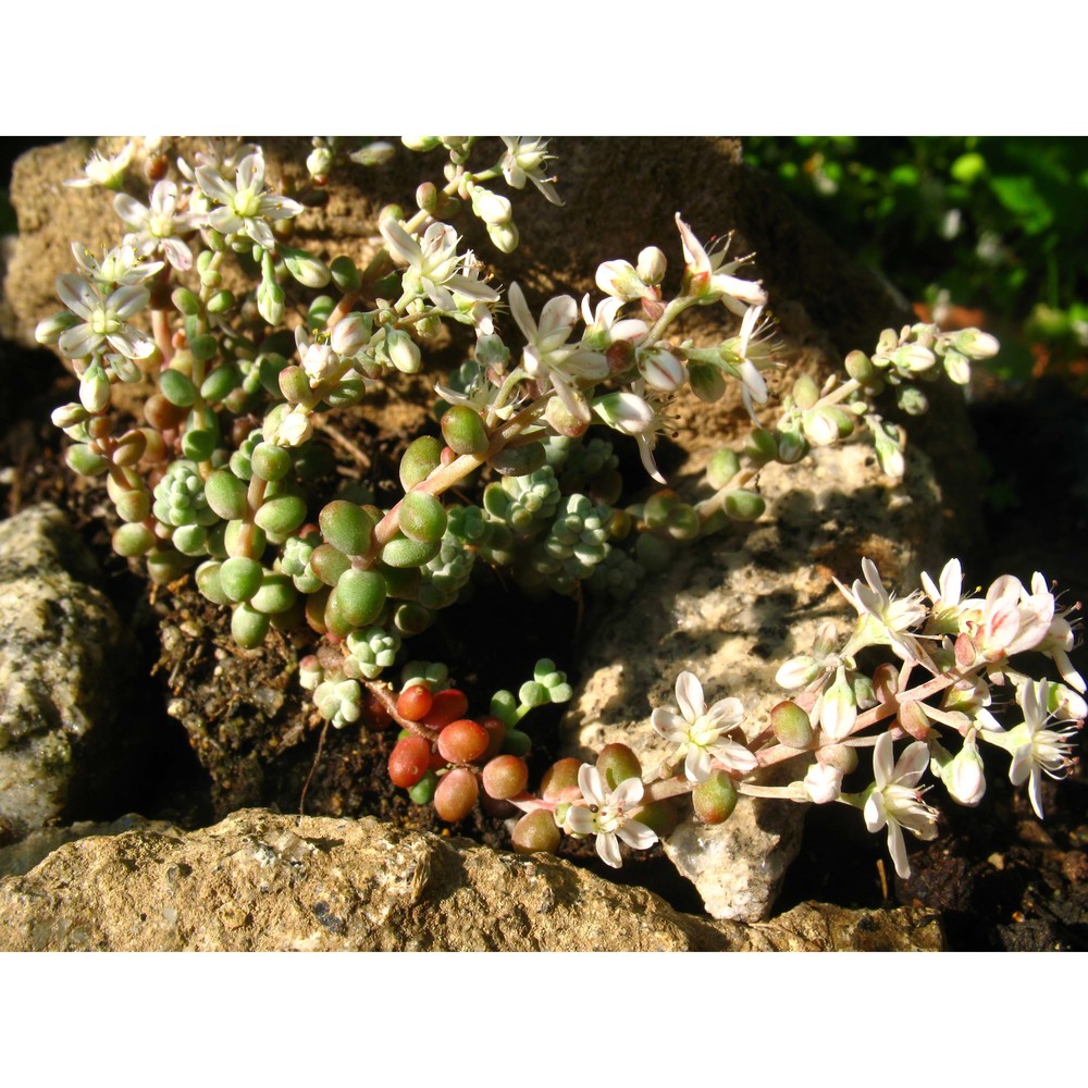 sedum brevifolium dc.