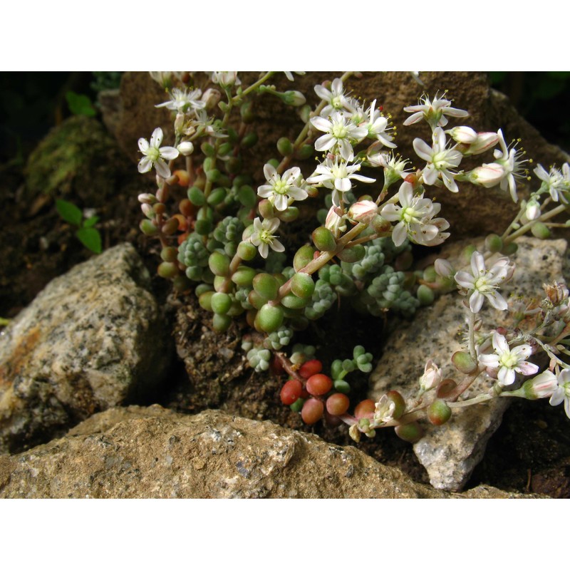 sedum brevifolium dc.