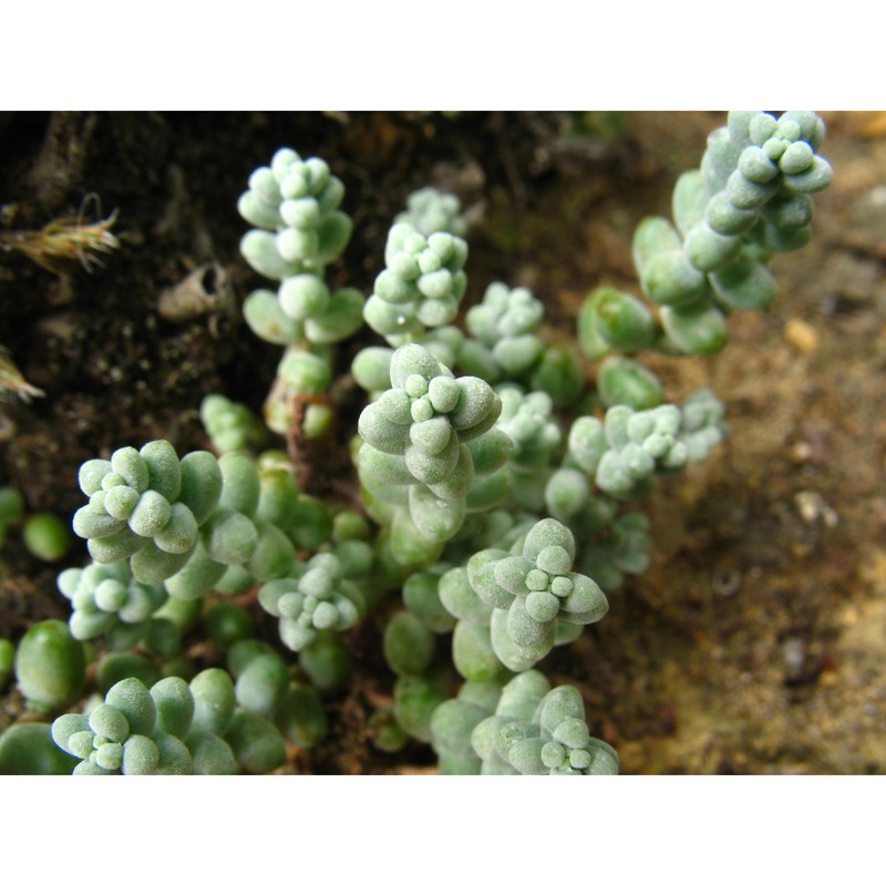 sedum brevifolium dc.