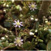 sedum caeruleum l.