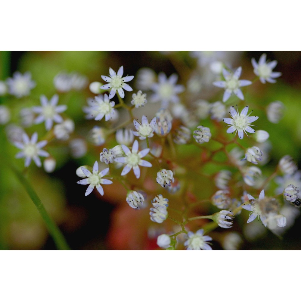 sedum caeruleum l.