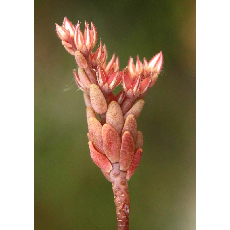 sedum caespitosum (cav.) dc.