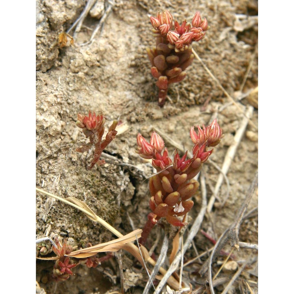 sedum caespitosum (cav.) dc.