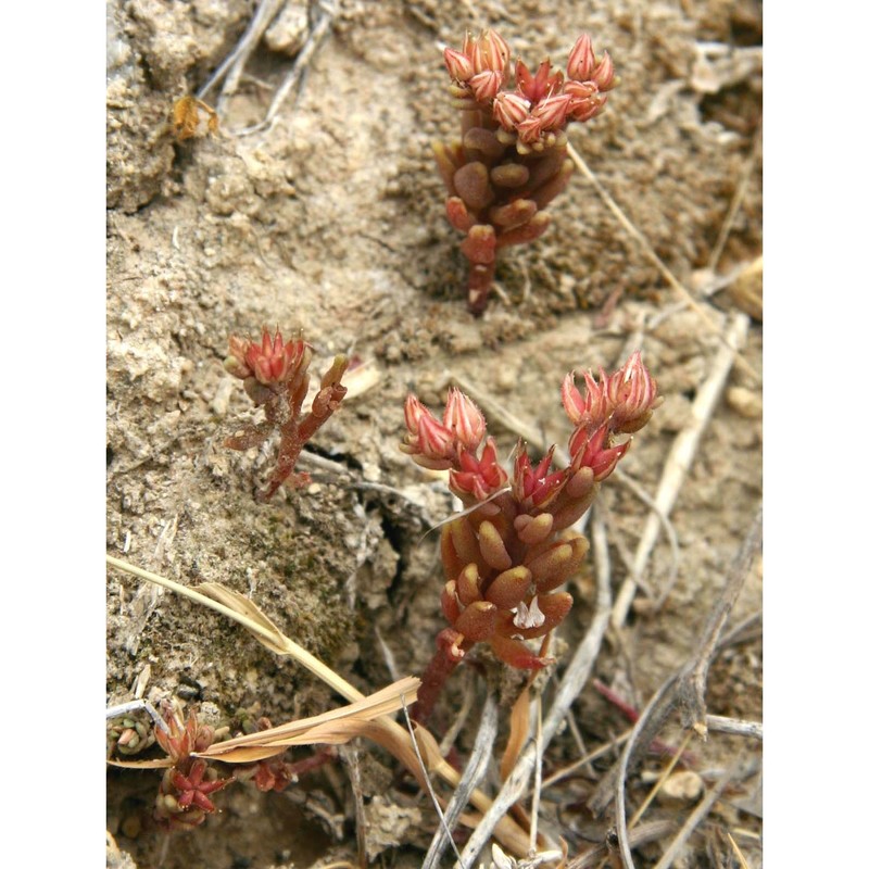 sedum caespitosum (cav.) dc.