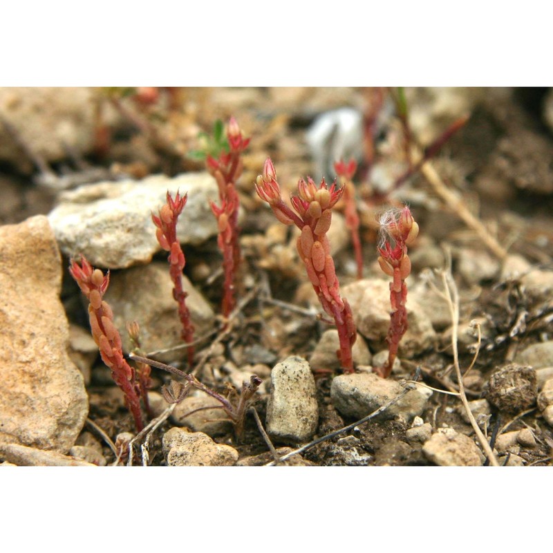 sedum caespitosum (cav.) dc.