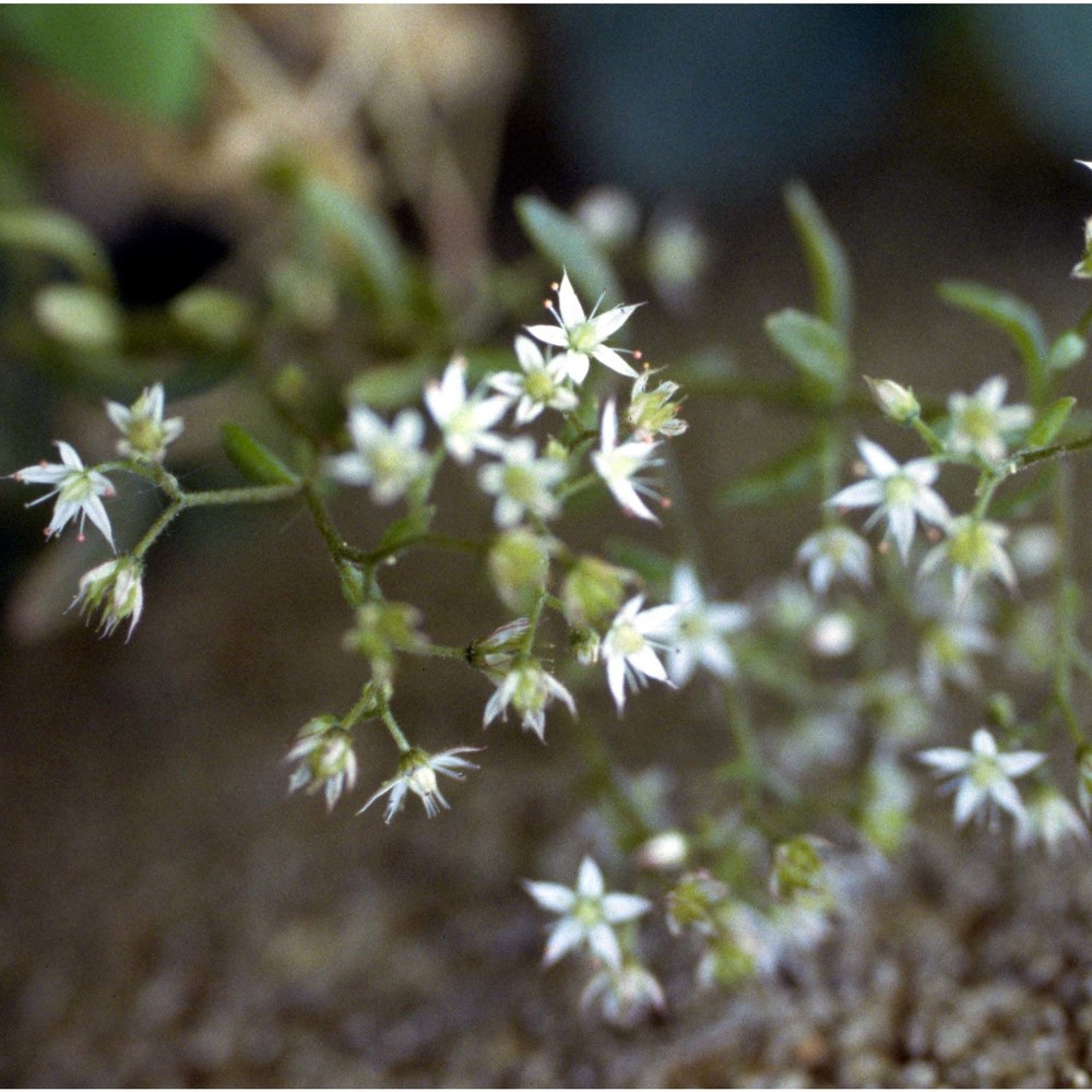 sedum cepaea l.