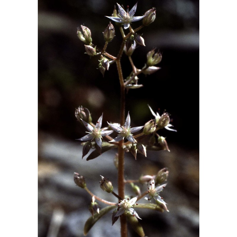 sedum cepaea l.