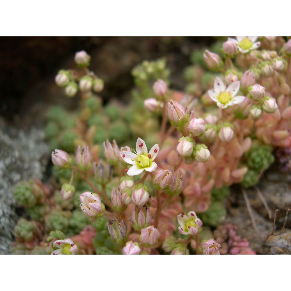 sedum dasyphyllum l.