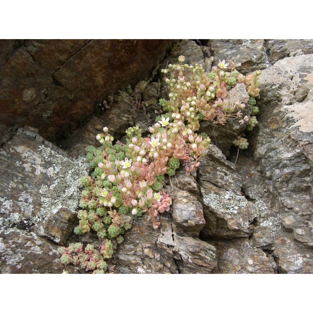 sedum dasyphyllum l.