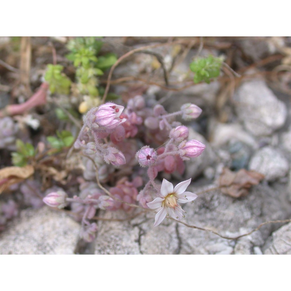 sedum dasyphyllum l.