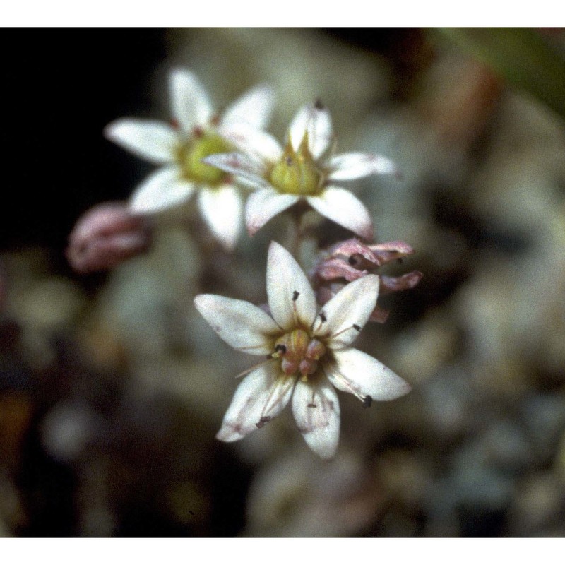 sedum dasyphyllum l.