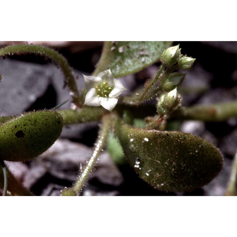 sedum fragrans 't hart