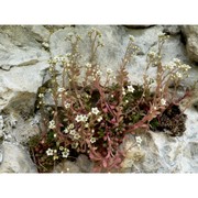 sedum fragrans 't hart