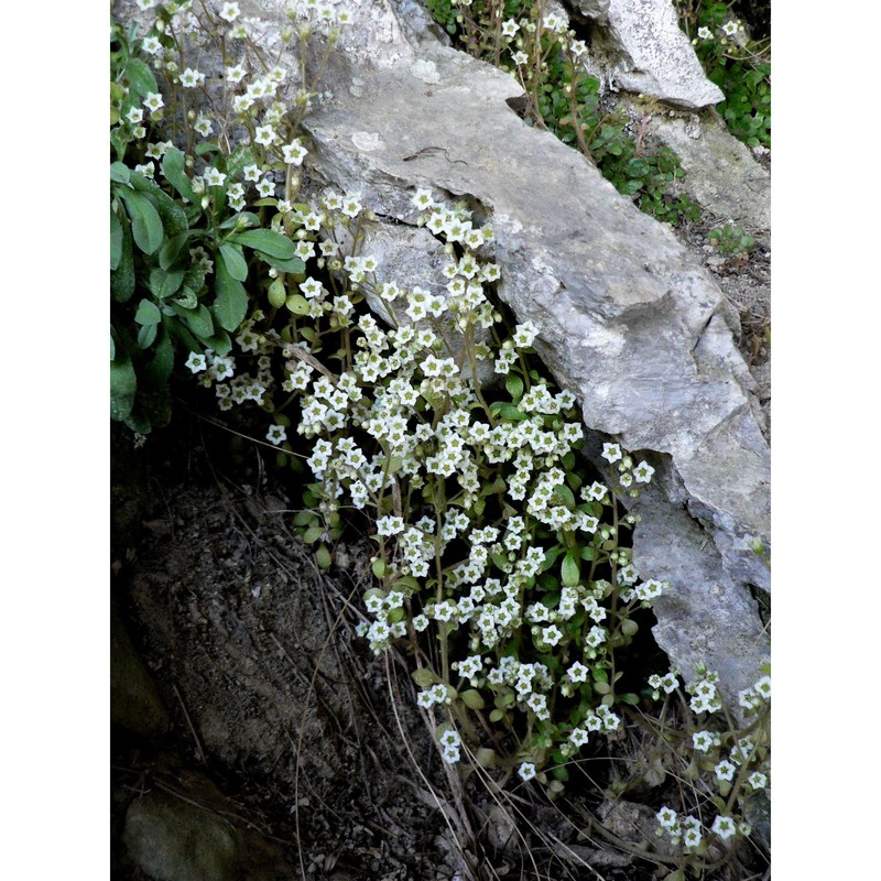 sedum fragrans 't hart