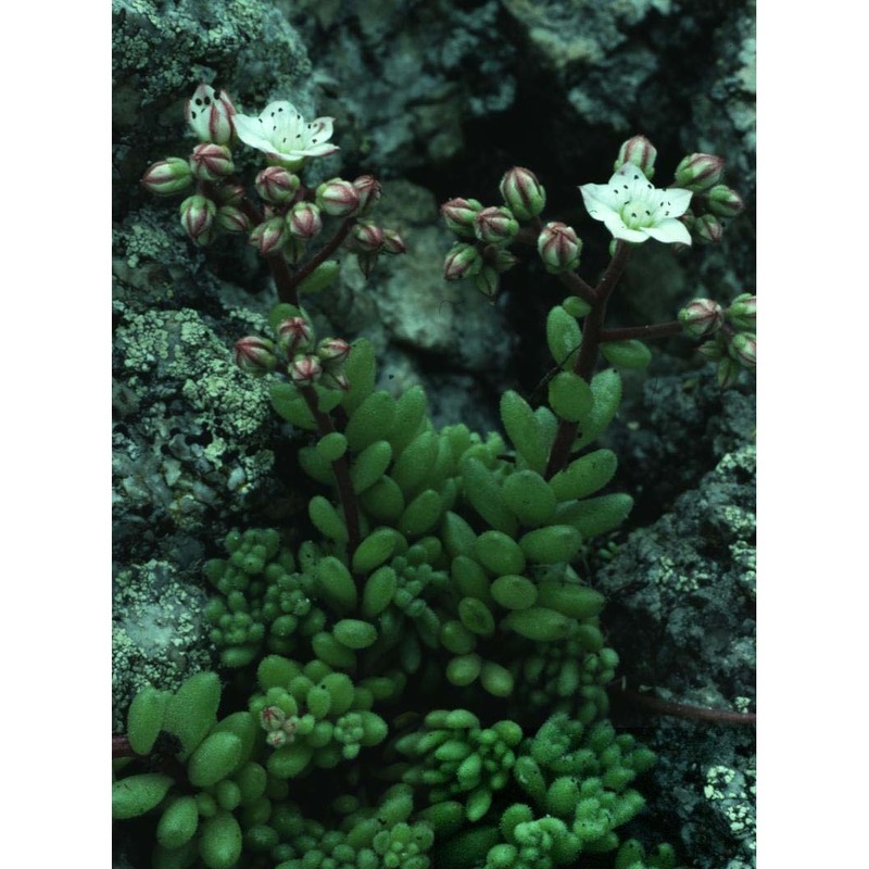 sedum hirsutum all. subsp. hirsutum