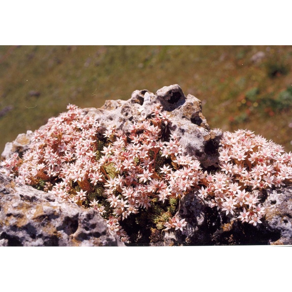 sedum hispanicum l.