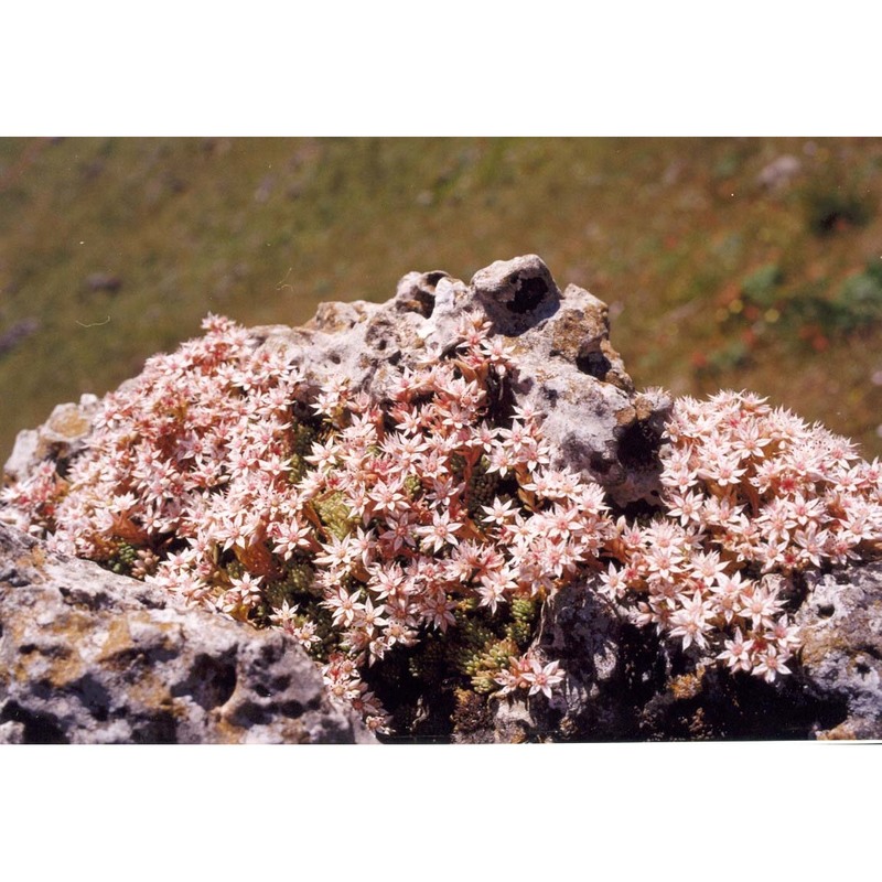 sedum hispanicum l.