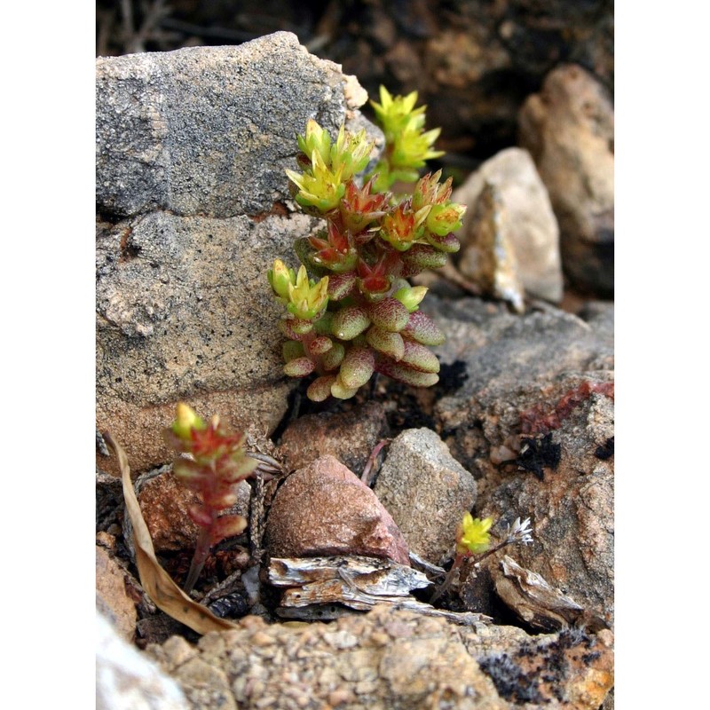 sedum litoreum guss.