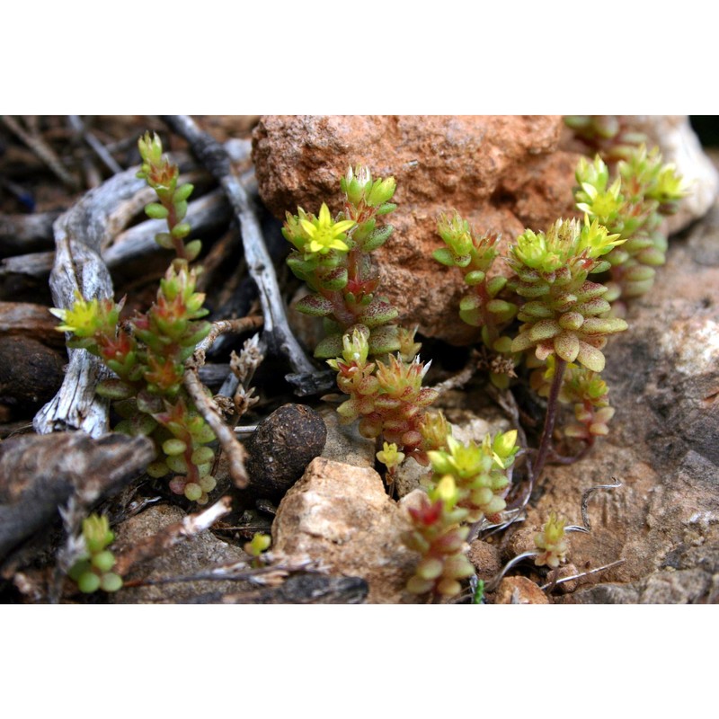 sedum litoreum guss.