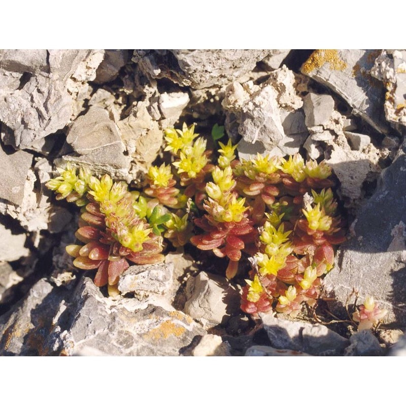 sedum litoreum guss.